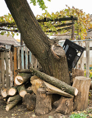felled logs near the fence