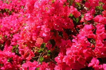 Przepiękne kwiaty bugenwilli na Teneryfie