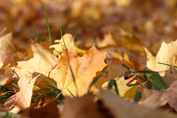 yellowed leaves on the background blurred leaves