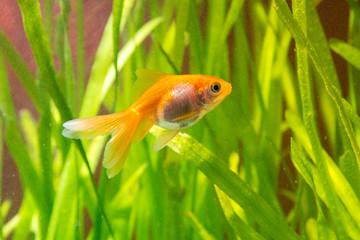 Goldfish in an aquarium on a background of green plants