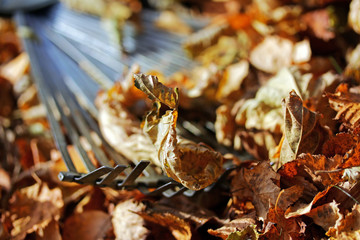 Ein Laubrechen für das Herbstlaub