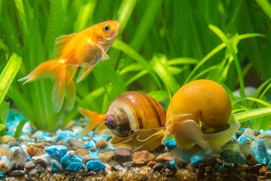A goldfish swims by two snails Ampularia