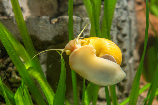 Adult Ampularia snail crawling on the glass of the aquarium
