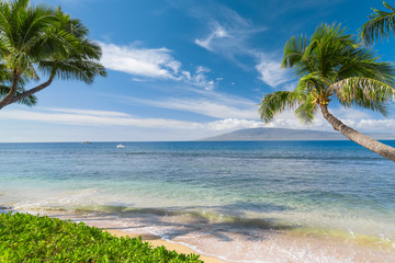 Tropical beach with palm trees