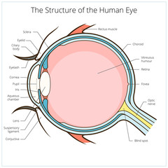 Human eye structure scheme vector