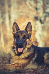 German shepherd dog lying on leaves in autumn