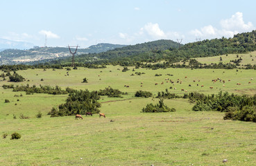 Fototapeta na wymiar Cows on a meadow in Georgia, Caucasus region