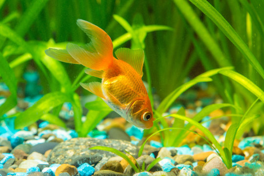 Goldfish in the ground looking for food in aquarium