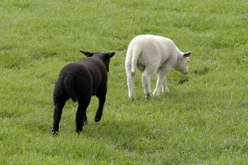 Foto op Plexiglas Het zwarte lam loopt achter het witte lam aan in de wei © Carmela