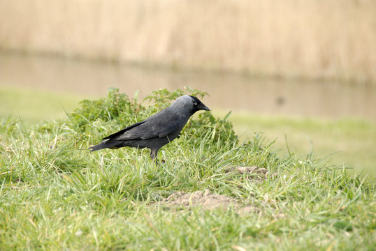 een zwarte vogel, kraai, roek, kauw op het gras