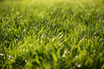 Naklejka premium Fresh green grass