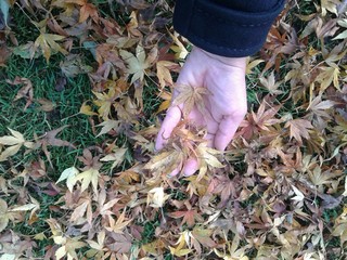 una mano tra le foglie