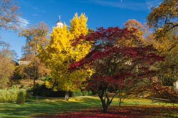 Gingko und Ahorn im Herbst