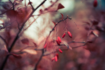 red fall season bush