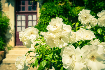Bush of beautiful roses in a garden