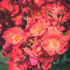 Bush of beautiful roses in a garden