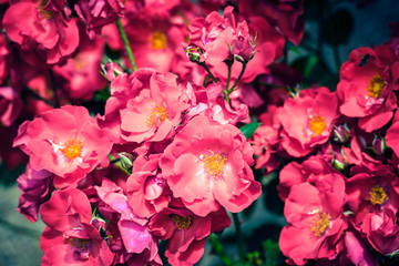Bush of beautiful roses in a garden