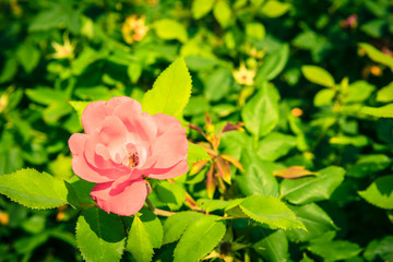 Bush of beautiful roses in a garden