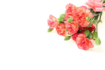 カーネーション