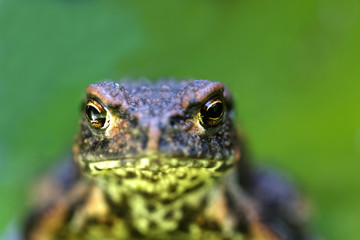Baby frog, green background