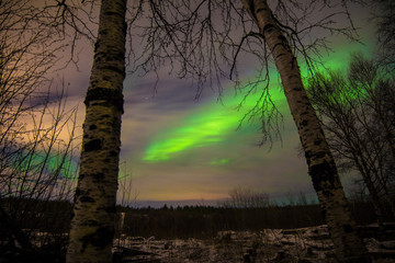 Views of the Northern Lights in the night sky between the trunks of the trees