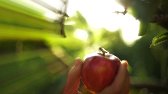 Eve Picking Apple