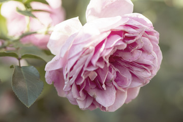 Garden of pink roses, on a sunny day