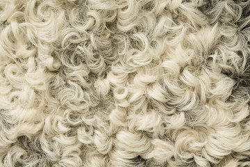 astrakhan fur