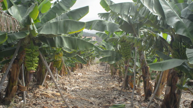 Growing  bunch of bananas on plantation