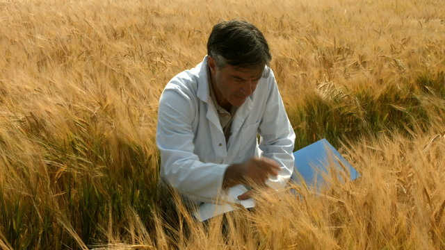 Food scientist checking crops