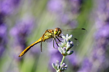 Yellow dragonfly on a violet flower