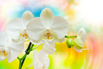 Orchid flower close up