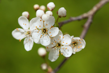 Flowering plum , cherry