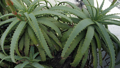colorful plants from the greece island santorini
