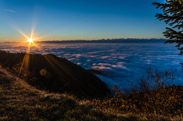 Nebelmeer mit Tanne und Sonnenaufgang