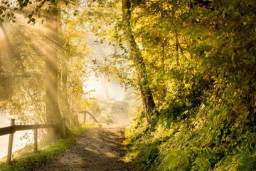Herbstnebel am Waldweg im ersten Morgenlicht