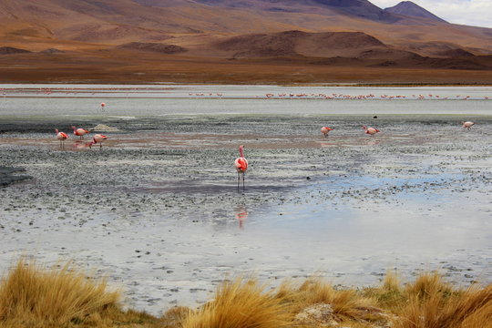 Fototapeta the habitat of flamingos..  Andes' lagoons 