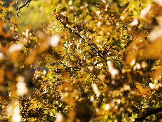 Beautiful autumn leaves glimpse