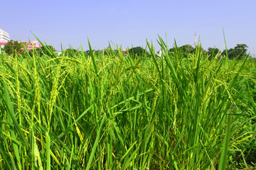 Green rice fields