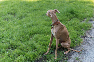 Beautiful young whippet dog looking and sitting in the meadow. Summer day with sighthound in green grass after racing, perfect for animal blogs and magazines 