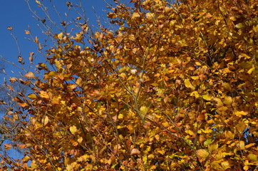 Buchen - Äste mit Herbstlaub