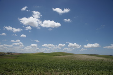 Fototapeta na wymiar Hermoso campo de cultivos de color verde
