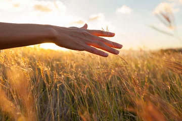  Hand in wheat field.  © kieferpix