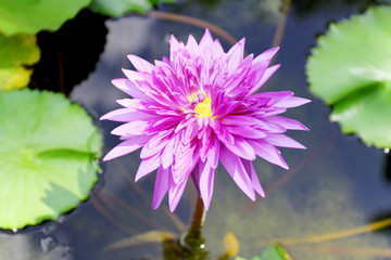 Purple lotus