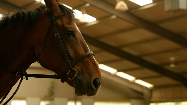 Brown horse in paddock