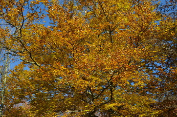 Buche mit Herbstlaub