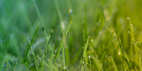 Wet grass, natural background
