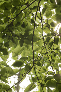 Common hornbeam, Carpinus betulus leafs, bright background