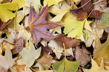 Colors of fall