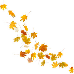 Fototapeta premium Autumn maple leaves falling down, isolated on white